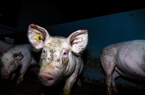 ANINOVA: Massive Tierquälerei bei Westfleisch-Zulieferbetrieben aufgedeckt - Videos zeigen kranke, verletzte und tote Schweine - ausschließlich "Tierwohl"-Ställe der Haltungsstufe 2 & 3 betroffen