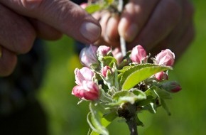 VdF Verband der deutschen Fruchtsaft-Industrie: Jetzt blüht uns was / Prachtvolle Obstblüte kündigt neuen Fruchtsaftjahrgang an