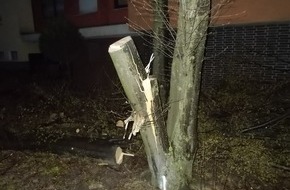 Polizei Essen: POL-E: Essen: Angesägter Baum stürzt auf Straße - Polizei sucht Zeugen