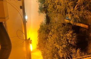 Polizeidirektion Landau: POL-PDLD: Cannabis in Indoorplantagen angebaut -Tatverdächtige in Haft