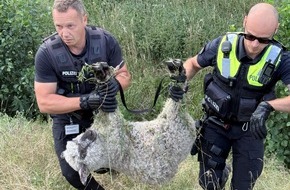 Polizeipr&auml;sidium Rostock: POL-HRO: Schaf sorgt f&uuml;r Sperrung der A14 bei Ludwigslust