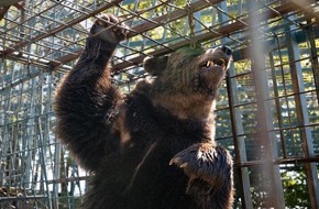 VIER PFOTEN - Stiftung für Tierschutz: QUATRE PATTES dénonce les conditions de vie inacceptables de quatre ours bruns en Slovénie
