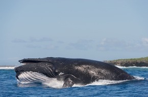 Whale & Dolphin Conservation gGmbH: Verbleib von Buckelwal ungekl&auml;rt: WDC fordert Transparenz und rechtliche Klarheit