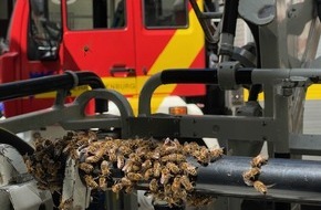 Feuerwehr Offenburg: FW-OG: Großer Bienenschwarm verirrt sich in Fußgängerzone