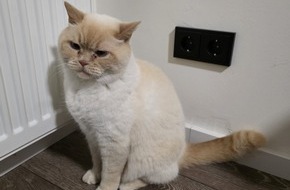 Feuerwehr Herdecke: FW-EN: Kurioser Feuerwehreinsatz: Katze l&ouml;st Sicherung aus