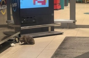 Polizeipr&auml;sidium S&uuml;dosthessen: POL-OF: Tierischer Eindringling erfordert Einsatz der Polizei