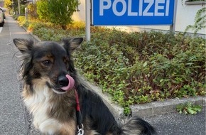 Polizeipr&auml;sidium Offenburg: POL-OG: Kuppenheim, Oberndorf - Entlaufener Hund mit Besitzern wiedervereint - Mit guten Nachrichten ins Wochenende