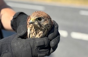Polizeipräsidium Südosthessen: POL-OF: Mit Herz und Handschuh: Polizei rettet verletzten Greifvogel
