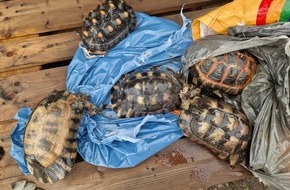 Polizeidirektion Bad Segeberg: POL-SE: Bönningstedt - Verendete Schildkröten entsorgt, Polizei bittet um Hinweise