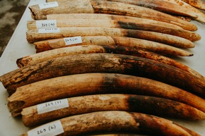 Artenschützer und französische Behörden vernichten 1,8 Tonnen Elfenbein
