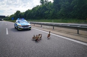 Polizeipräsidium Freiburg: POL-FR: Eimeldingen: wegen Ausflug einer Nilgansfamilie kurzfristig Autobahn A 98 gesperrt (Bilder anbei)