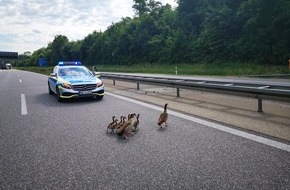 Polizeipräsidium Freiburg: POL-FR: Eimeldingen: wegen Ausflug einer Nilgansfamilie kurzfristig Autobahn A 98 gesperrt (Bilder anbei)