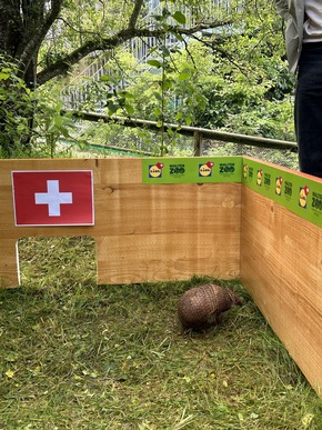 Lidl Svizzera: l&#039;armadillo oracolo per gli Europei di calcio
