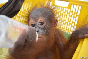 Erstes Orang-Utan-Baby 2020 gerettet: Einjährige Waise einen Monat in Holzverschlag gefangen gehalten