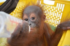 BOS Deutschland e. V.: Erstes Orang-Utan-Baby 2020 gerettet: Einjährige Waise einen Monat in Holzverschlag gefangen gehalten