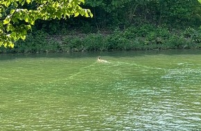 Feuerwehr Schermbeck: FW-Schermbeck: Reh in Wesel-Datteln-Kanal