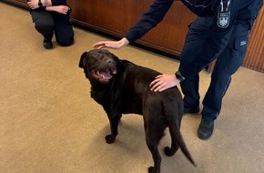 Hauptzollamt Krefeld: HZA-KR: Vier Pfoten auf Abwegen - wie Labrador "Brownie" im Zollamt Schwanenhaus alle Herzen eroberte