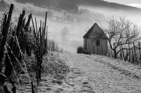 Pressemitteilung: Winter im Weinberg