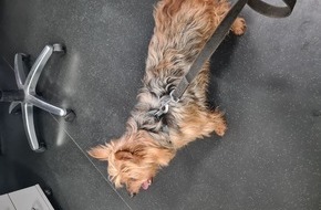 Polizeidirektion Trier: POL-PDTR: Yorkshire Terrier aufgefunden - Polizei sucht Besitzer