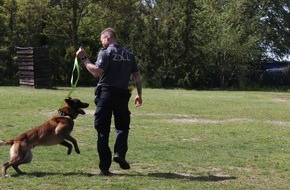 Hauptzollamt Potsdam: HZA-P: Zollhund Ego lässt Cannabisschmuggel am Flughafen BER auffliegen / Zoll entdeckt knapp 16 Kilogramm Cannabis bei der Einreise aus New York