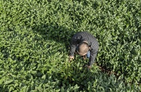 EDEKA ZENTRALE Stiftung & Co. KG: Nachhaltigkeitsprojekt: EDEKA-Verbund unterstützt ProTerra Foundation / Soja-Anbau: Mehr Monitoring, weniger Entwaldung