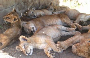 VIER PFOTEN - Stiftung für Tierschutz: Saisonstart in Südafrika: Streichelfarmen sind Teil der Löwenindustrie