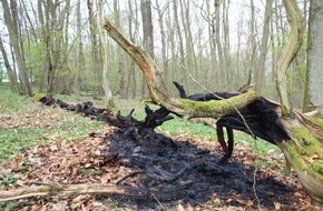 Polizeidirektion Kaiserslautern: POL-PDKL: Brennender Baumstamm