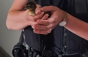 Bundespolizeiinspektion Kaiserslautern: BPOL-KL: Tierschützerin rettet Entenküken im Zug