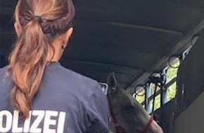 Polizei Köln: POL-K: 210920-6-K/BAB Pferde nach 19 Stunden Fahrt aus Transporter gerettet