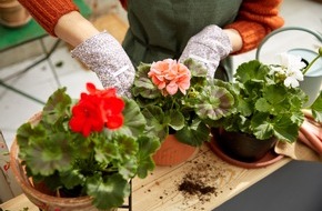 Kaufland: Nachhaltige Blumen und Pflanzen: Kaufland veröffentlicht verbindliche Ausrichtung