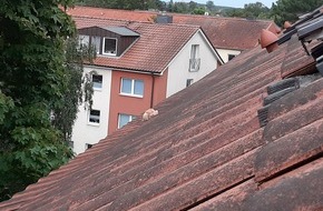 Polizeidirektion Lübeck: POL-HL: Lübeck - St. Jürgen / Haustier in Not - Polizei und Feuerwehr retten Katzenbaby von Hausdach