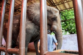 QUATRE PATTES dirige une intervention chirurgicale extraordinaire sur les défenses d’éléphants à Karachi