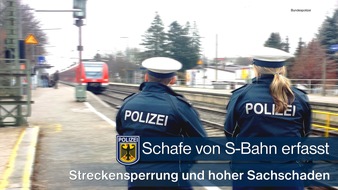 Bundespolizeidirektion München: Bundespolizeidirektion München: Schafe von S-Bahn erfasst - Schienenersatzverkehr und 10.000 Euro Schaden
