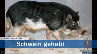 Polizeipräsidium Mittelhessen - Pressestelle Wetterau: POL-WE: Schwein gehabt - Glücksschwein "Frederick" wohlbehalten zurück