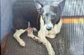 Polizeidirektion Hannover: POL-H: Unbekannter entwendet 13 Jahre alten Jack-Russel-Terrier-Rüden "Lucki" in Groß Buchholz - Zeugen gesucht