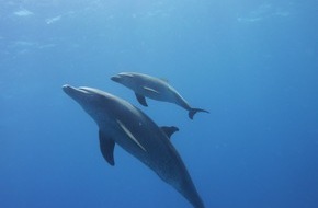 GRD Gesellschaft zur Rettung der Delphine e.V.: Muttertag - Auch Delfinmütter leisten Großartiges