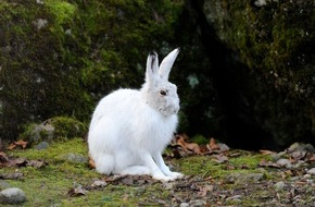Deutsche Wildtier Stiftung: Tierischer Verwandlungskünstler: Der Alpenschneehase ist das Tier des Jahres 2025
