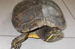 Polizeidirektion Neustadt/Weinstraße: POL-PDNW: (Neustadt) Erneut Schildkröte in Gewahrsam genommen