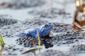 Privathotels Dr. Lohbeck: Privathotels Dr. Lohbeck: Auf Safari zu Prinz Moorfrosch, dem König der Lüneburger Heide