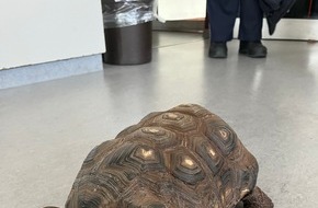 Kreispolizeibehörde Märkischer Kreis: POL-MK: Alte Schildkröte im Pappkarton auf Parkplatz ausgesetzt