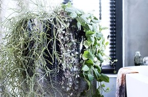 Blumenbüro: Hängende Zimmerpflanzen sind Zimmerpflanzen des Monats September / Neue Perspektiven mit hängenden Pflanzen