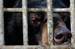 VIER PFOTEN - Stiftung für Tierschutz: Seltener goldener Kragenbär unter sieben geretteten Gallebären in Vietnam