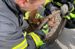 Feuerwehr Dortmund: FW-DO: Eichhörnchen aus misslicher Lage befreit