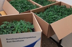Bundespolizeiinspektion Bad Bentheim: BPOL-BadBentheim: 77-Jähriger hatte 250 Cannabispflanzen im Auto