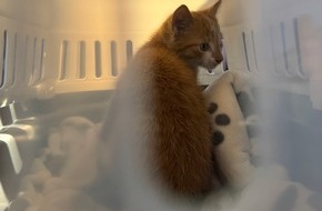 Freiwillige Feuerwehr Aurich: FW-AUR: Katze aus Motorraum befreit