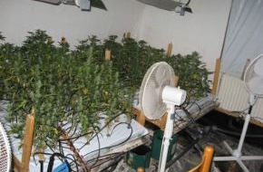 Polizeiinspektion Cuxhaven: POL-CUX: Polizei erntet Cannabis-Plantage