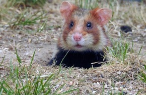 Heinz Sielmann Stiftung: Ökologische Station Hildesheim: Leiterin für Hamsterschutzprojekt beginnt ihre Arbeit