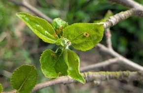 Deutsche Bundesstiftung Umwelt (DBU): DBU: Neuer Pflanzenschutz mit Am&ouml;ben