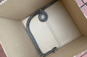 Polizeipr&auml;sidium Nordhessen: POL-KS: Schlange unter M&uuml;lltonne jagt Schauenburgerin geh&ouml;rigen Schrecken ein: Besitzer von Zwergpython gesucht