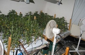 Polizeiinspektion Cuxhaven: POL-CUX: Polizei erntet Cannabis-Plantage